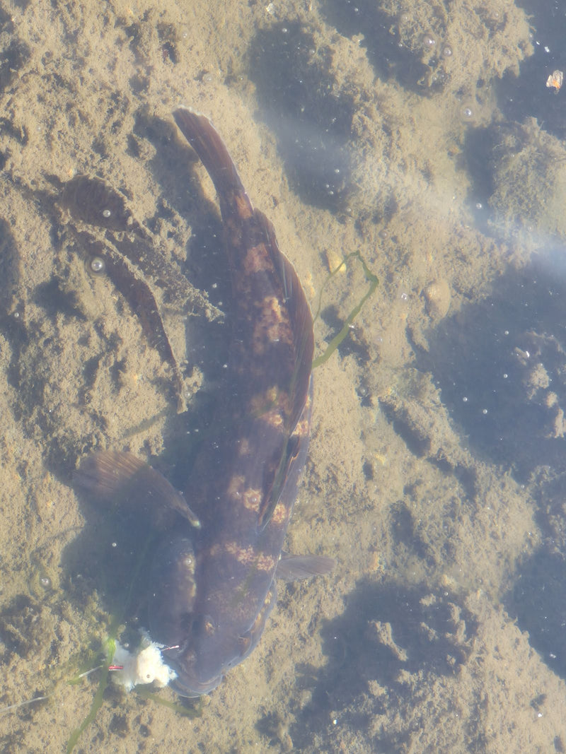 Eine Schwarzmund-Grundel liegt auf einem sandigen Gewässergrund im seichten Wasser.