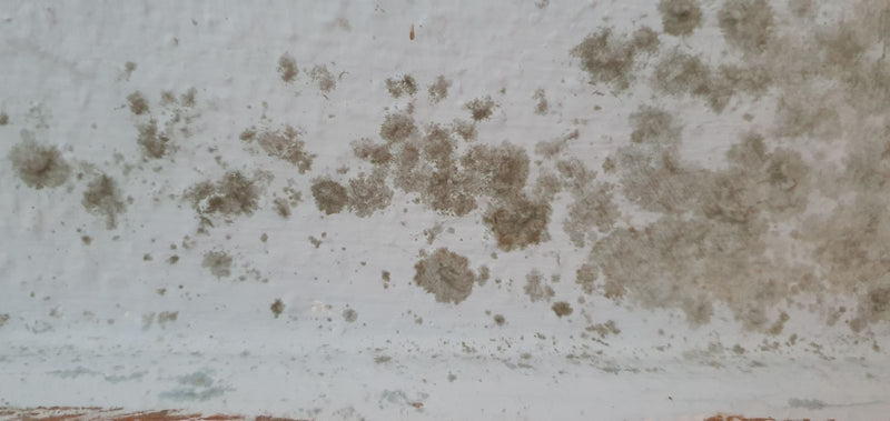 Zu sehen ist ein flächiger Befall von Schwarzem Gießkannenschimmel an einer hellen Wand. Die Pilzkolonien zeigen sich als dunkle, unregelmäßige Flecken.