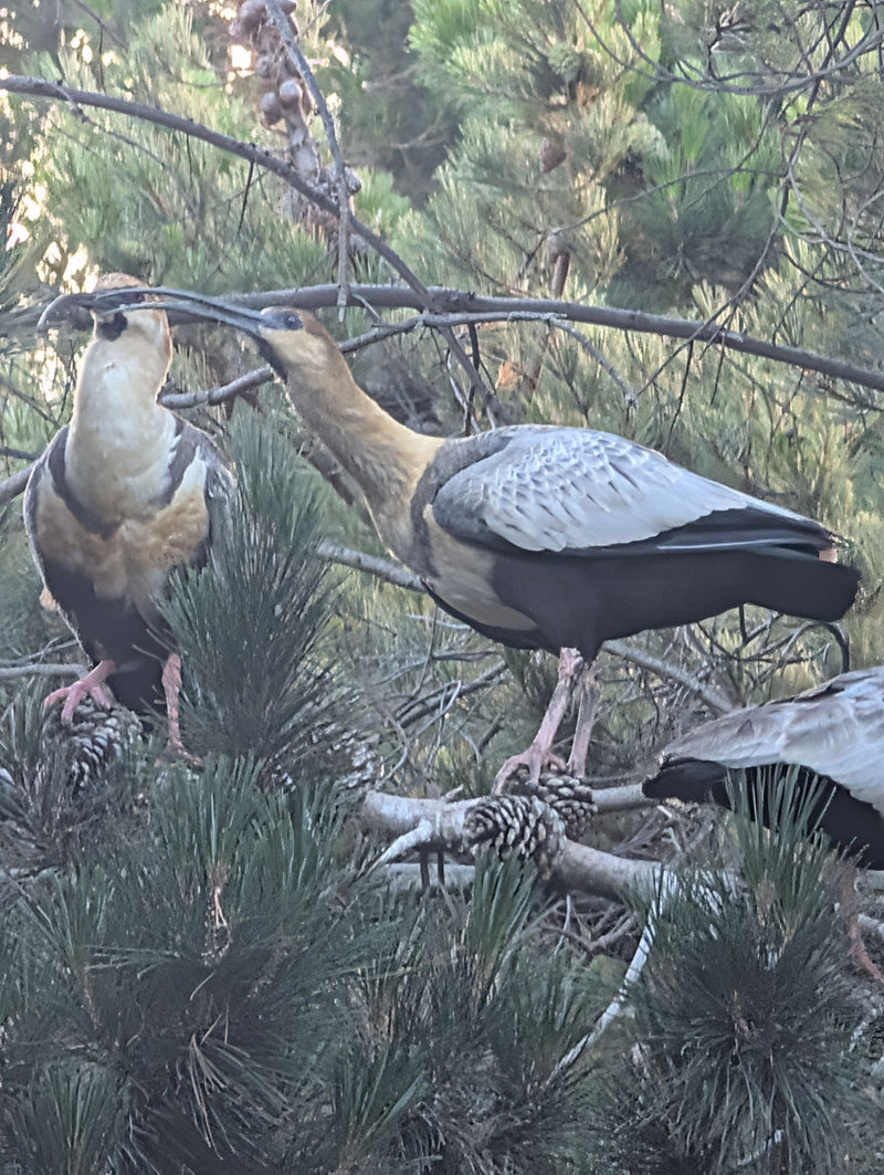 Zwei Schwarzzügelibisse stehen auf den Zweigen eines Nadelbaums. Sie haben helle Hälse, graue Flügel und lange, gebogene Schnäbel.