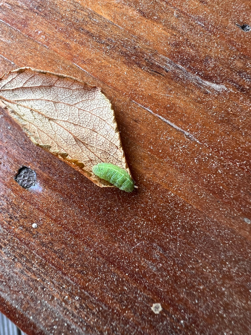 Schwebfliegenlarven sind nützliche Insekten, da viele Arten sich von Blattläusen ernähren und somit als natürliche Schädlingsbekämpfer fungieren. Sie sind me...