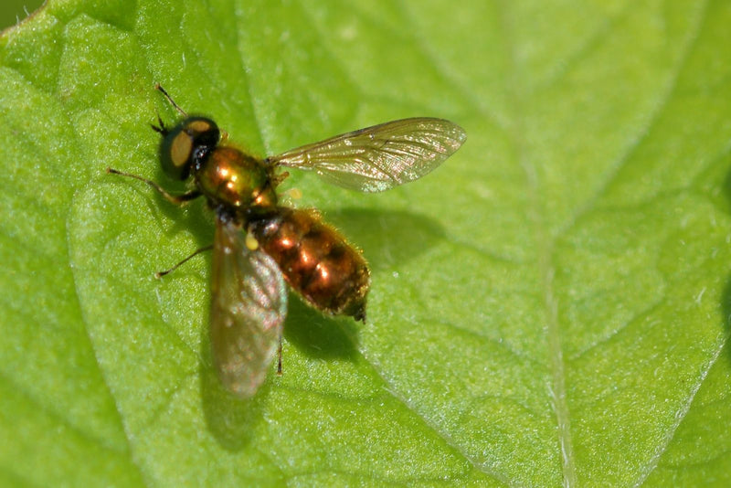Schwebfliege (Tribus Chrysogastrini) — Bild 1 von 1