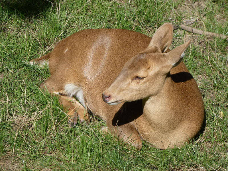 Schweinshirsch — Bild 1 von 1