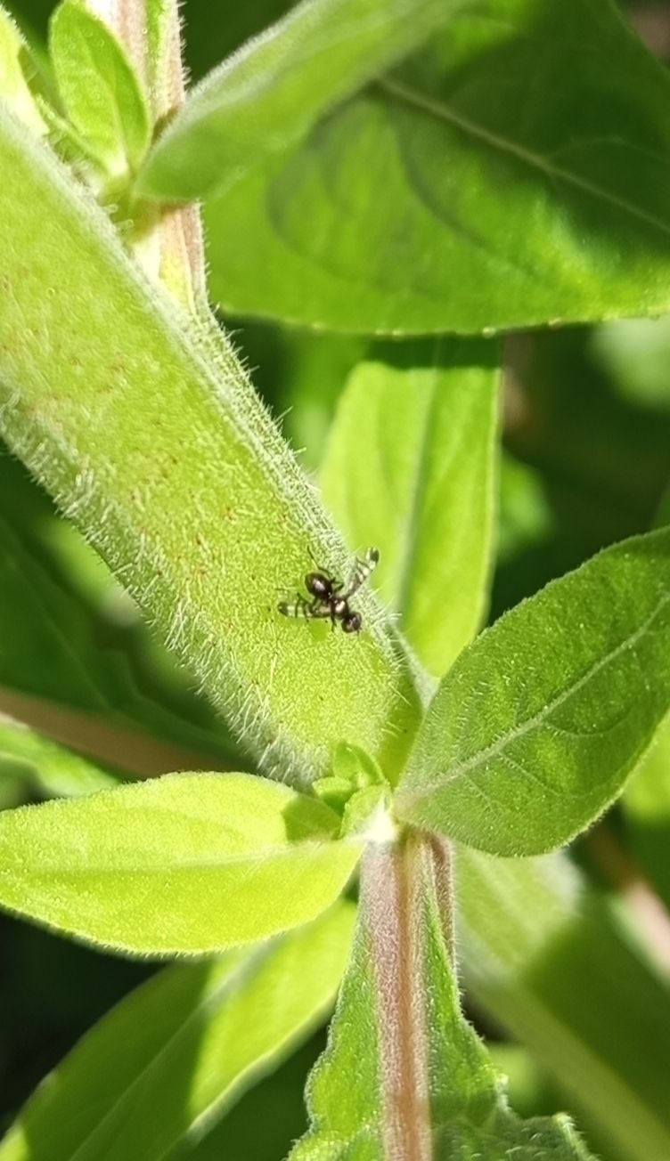 Schwingfliege — Bild 1 von 9