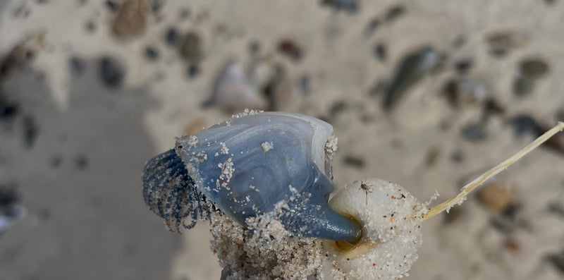 Segelqualle — Bild 1 von 10