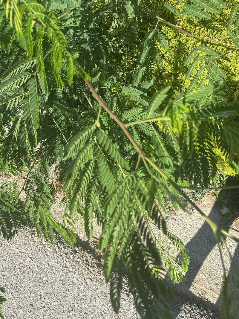 Seidenbaum — Bild 3