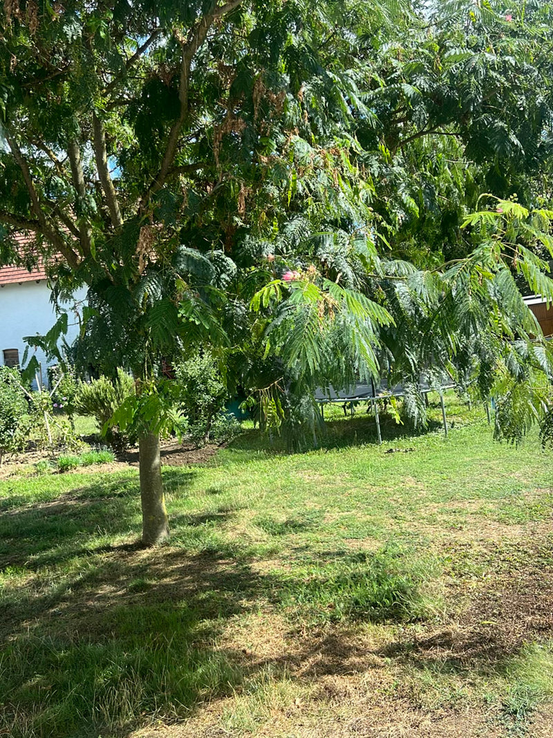 Seidenbaum — Bild 2
