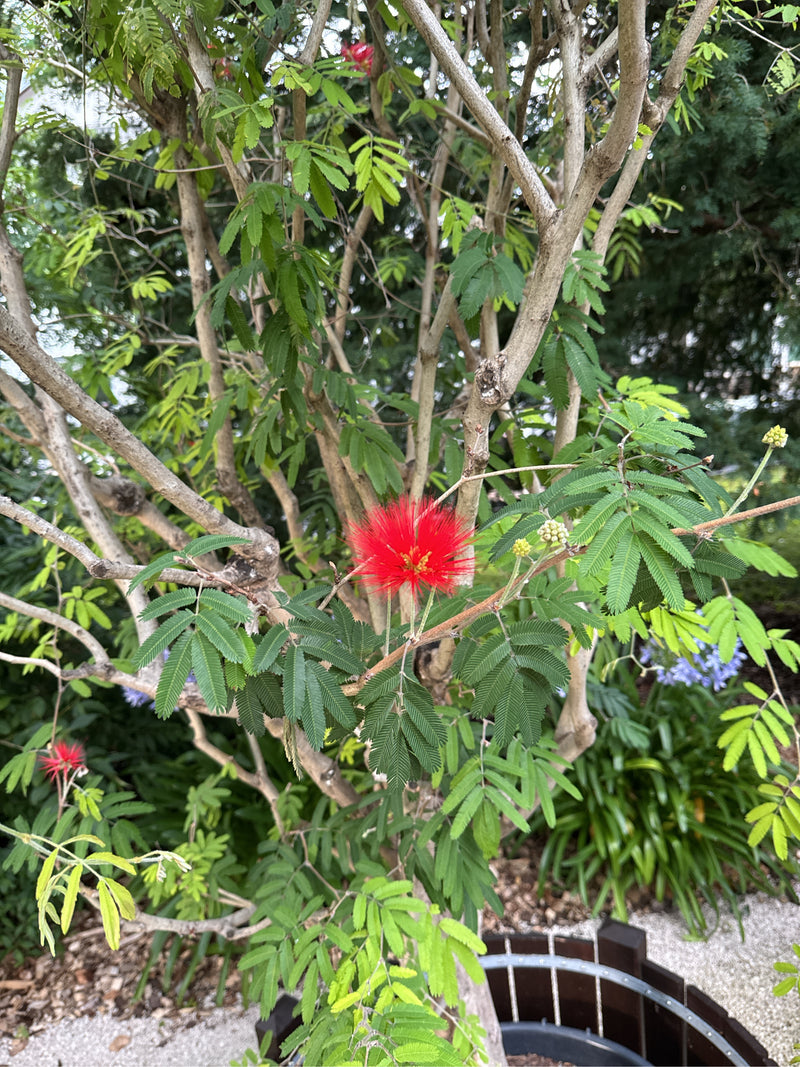 Seidenbaum — Bild 5