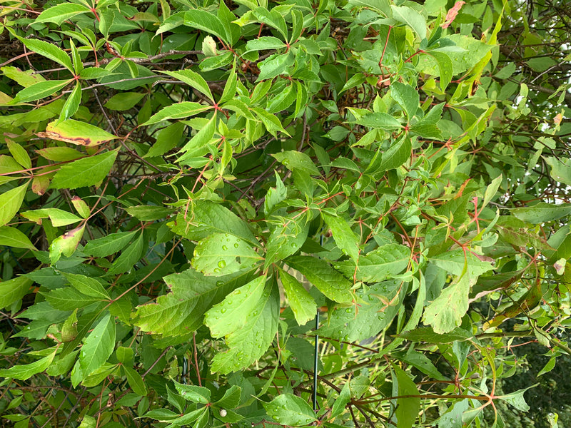 Selbstkletternde Jungfernrebe — Bild 5