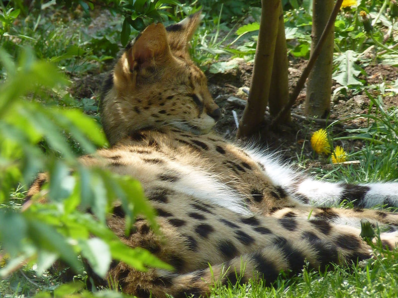 Serval — Bild 1 von 1