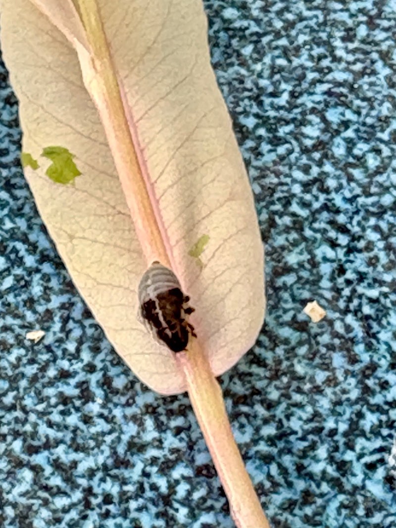 Zu sehen ist eine Marienkäferpuppe, die auf der Unterseite eines hellen Blattes sitzt. Der Hintergrund zeigt eine strukturierte, blau-schwarze Oberfläche.