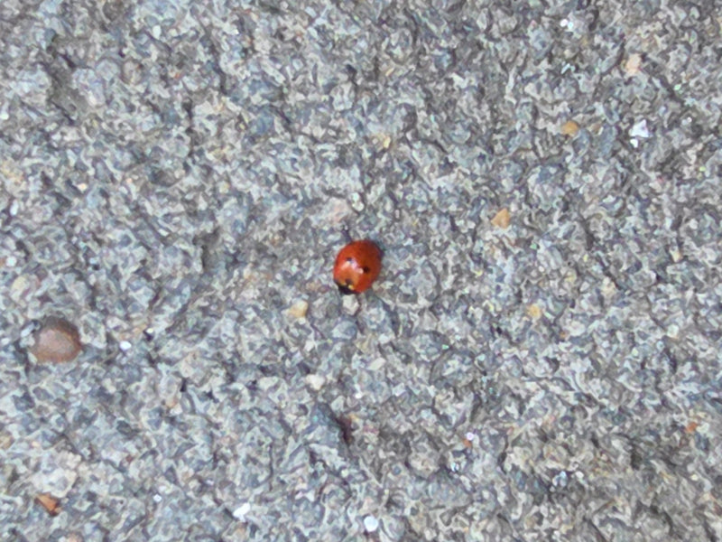 Auf einem grauen Asphaltboden sitzt ein kleiner Siebenpunkt-Marienkäfer. Das Tier ist aus der Distanz zu sehen.