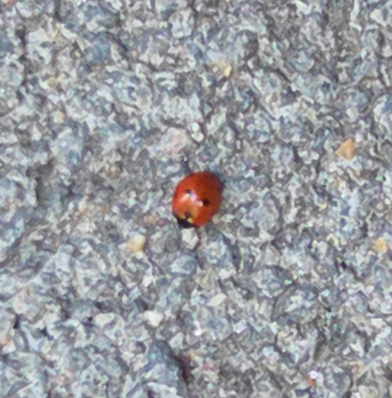 Auf dem Foto ist ein Siebenpunkt Marienkäfer zu sehen, der auf einem grauen Asphaltboden sitzt. Das Tier ist aufgrund der Distanz recht klein.