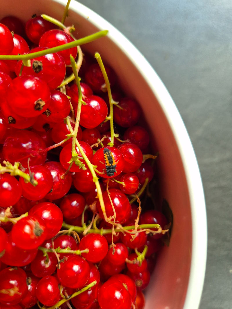 Eine Marienkäfer-Larve sitzt auf roten Johannisbeeren in einer weißen Schüssel.