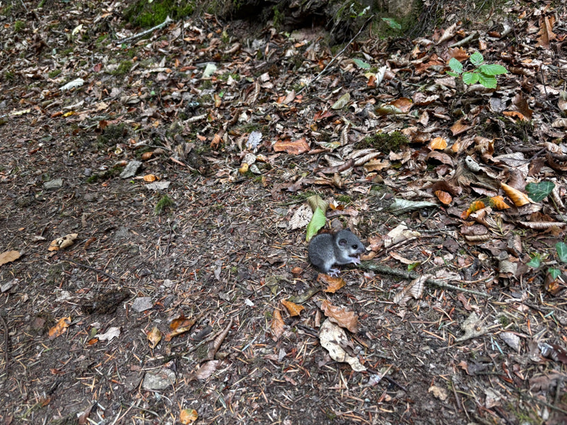 Auf dem Waldboden sitzt ein kleiner Siebenschläfer inmitten von trockenem Laub und Zweigen. Das Tier ist gut erkennbar und verweilt ruhig auf dem Untergrund.