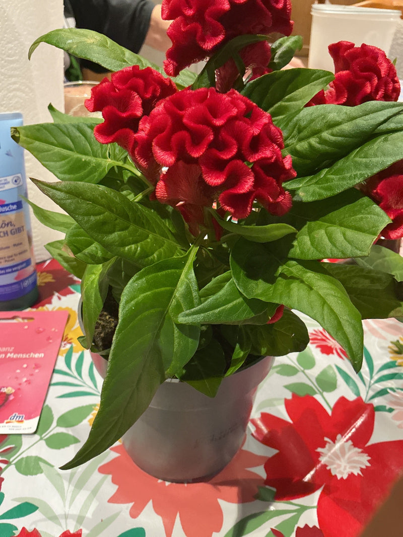 Zu sehen ist eine topfgerechte Celosia mit markanten, samtig roten Blütenständen und kräftig grünen Blättern. Die Pflanze steht auf einer Tischfläche in eine...