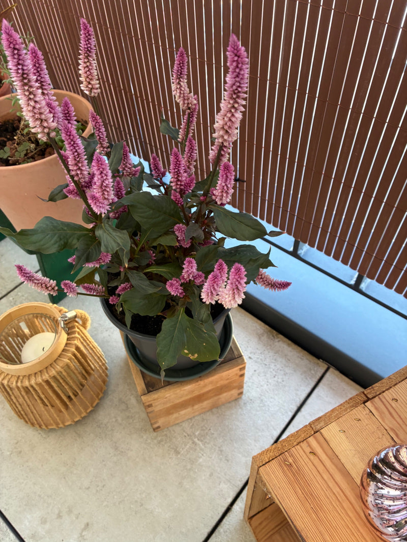 Zu sehen ist eine Topfpflanze mit charakteristischen, rosa gefärbten Blütenständen, die auf einem Balkon steht. Die Pflanze zeigt grüne Blätter und aufrechte...