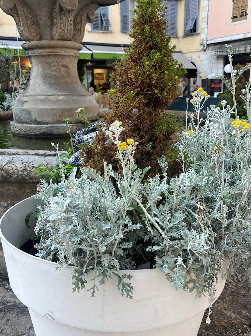 Silber-Greiskraut — Bild 2 von 2