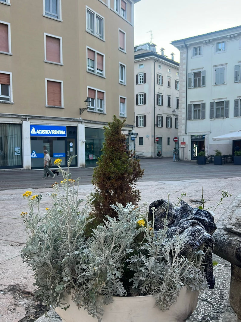 Silber-Greiskraut — Bild 1 von 2