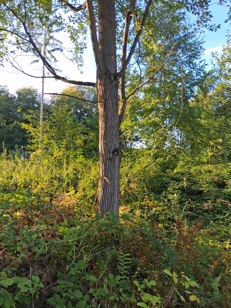 Zu sehen ist der Stamm und untere Bereich einer Silber-Weide, die in einer waldigen Umgebung wächst. Der Baum steht umgeben von niedriger Vegetation und Strä...