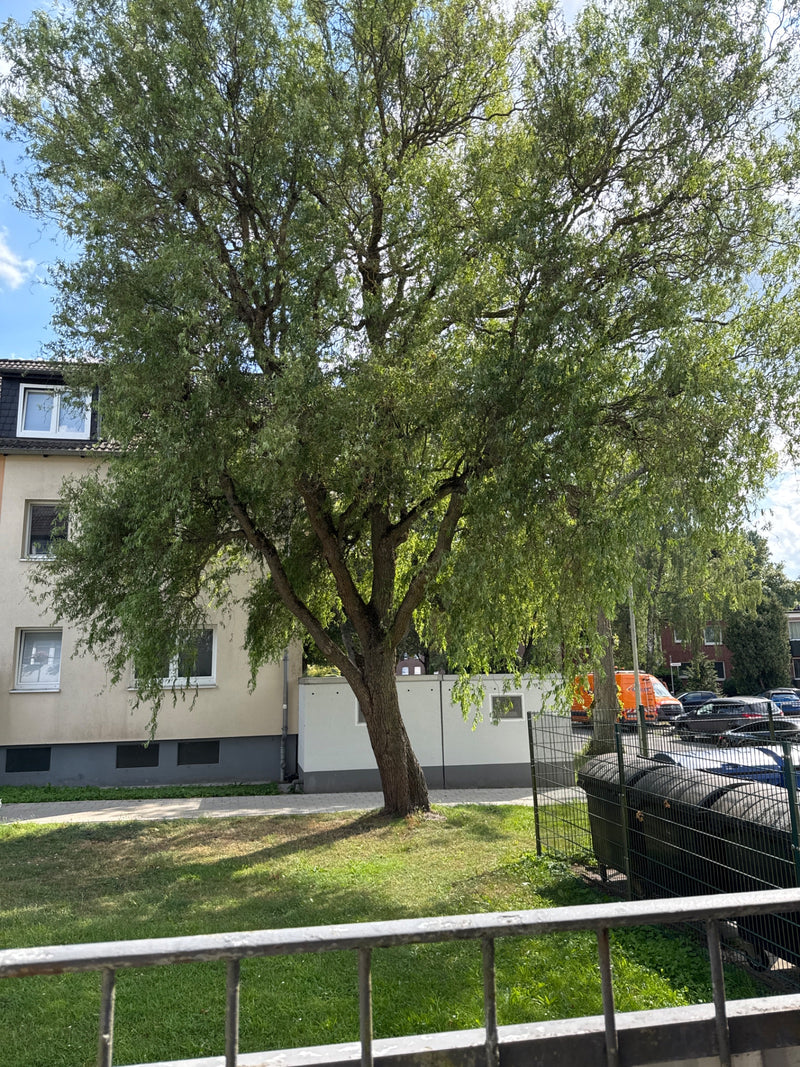Zu sehen ist ein großer Laubbaum mit einer ausladenden Krone und schmalen Blättern. Er steht auf einer städtischen Wiese vor einem Wohngebäude.
