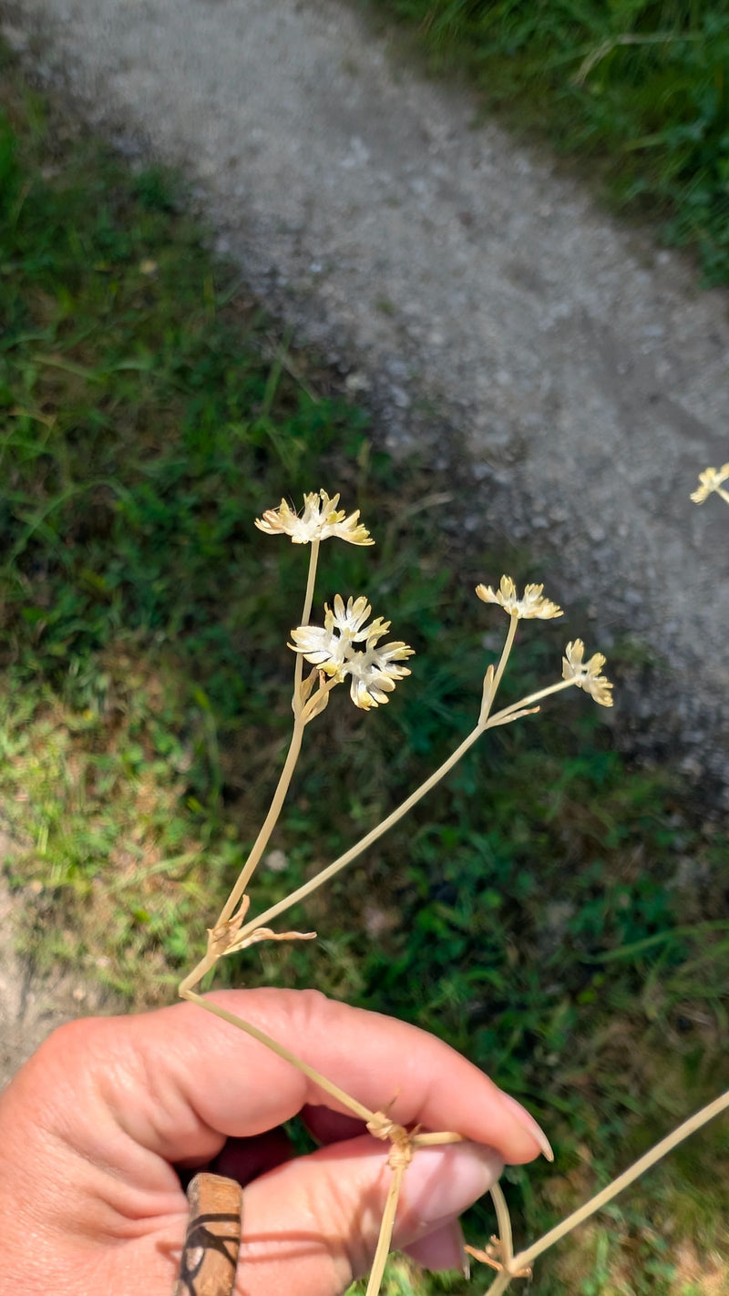 Silberdistel — Bild 4 von 4