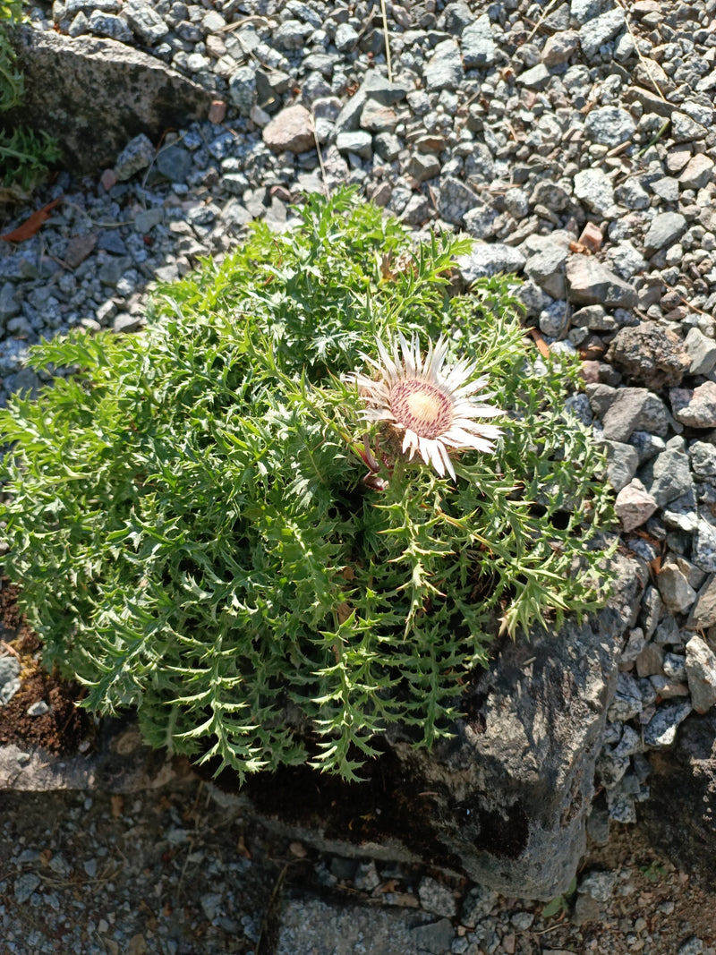 Silberdistel — Bild 1 von 4