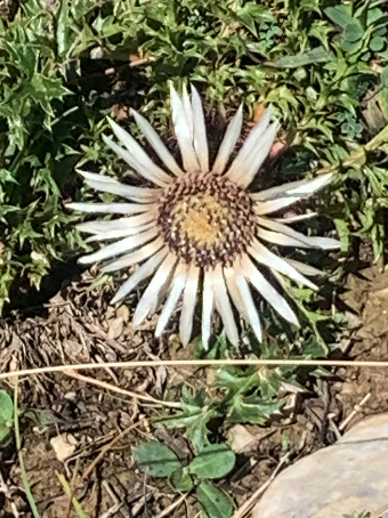 Silberdistel — Bild 2 von 4