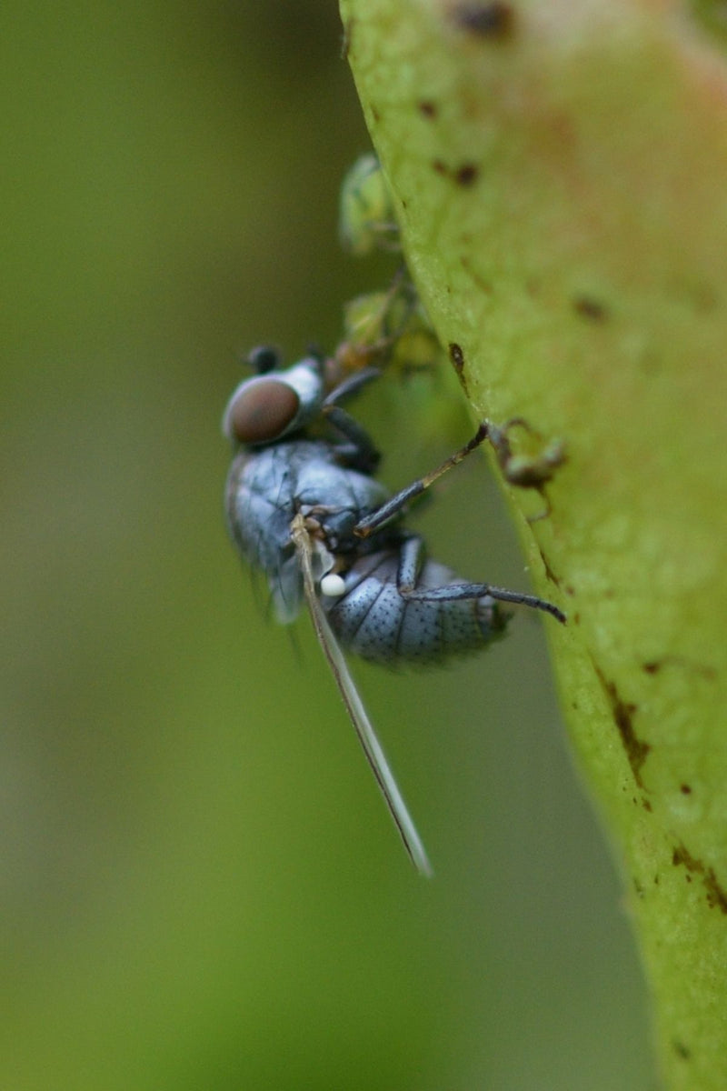 Silberfliege (Gattung Leucopis) — Bild 1 von 1