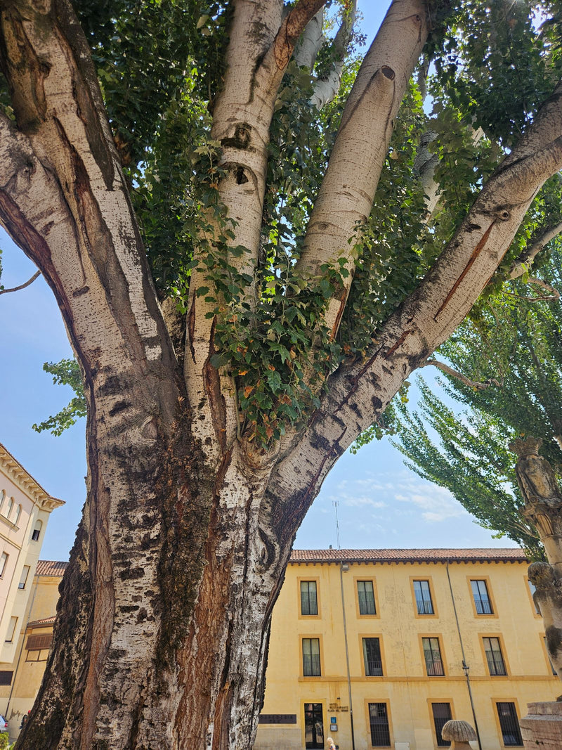 Zu sehen ist der kräftige Stamm und die verzweigte Krone einer Silberpappel mit charakteristischer heller Rinde. Der Baum steht auf einem städtischen Platz v...