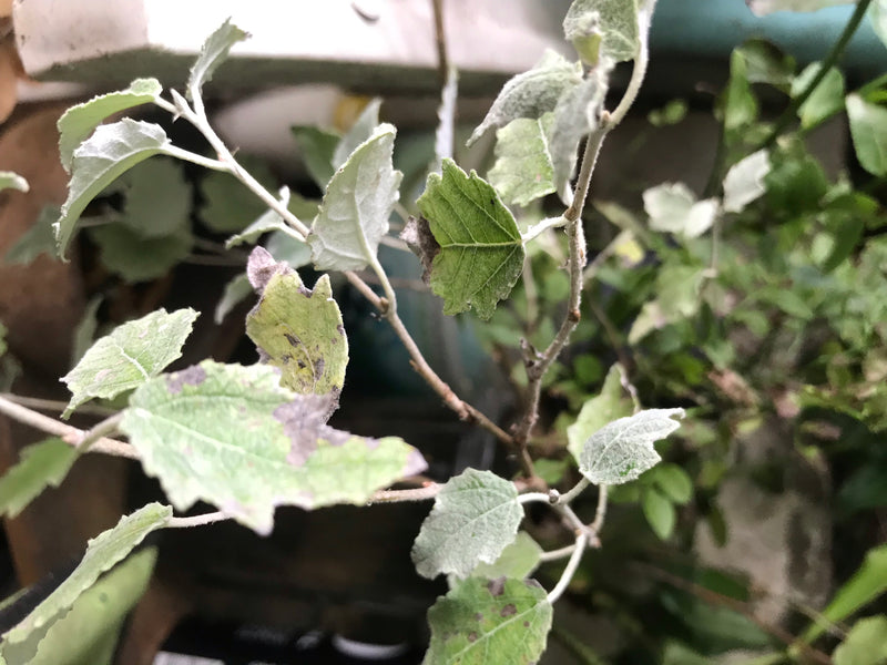 Silberpappel — Bild 5 von 15