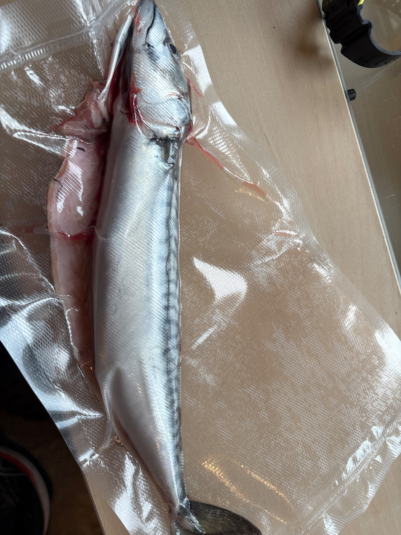 Zu sehen ist ein vakuumverpackter Silberstreifen-Kugelfisch, der flach auf einer hellen Unterlage liegt. Der torpedoförmige Körper mit silbernem Glanz und du...
