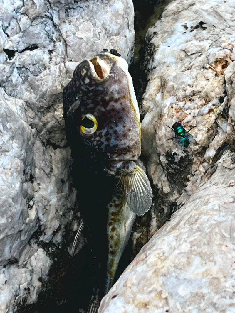 Ein toter, gestrandeter Silberstreifen-Kugelfisch ist vertikal zwischen hellen Küstenfelsen eingeklemmt, während eine grüne Schmeißfliege auf dem angrenzende...
