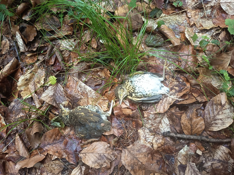 Zwei tote Singdrosseln liegen auf dem mit Laub bedeckten Waldboden. Die Vögel sind gut erkennbar und von oben fotografiert.