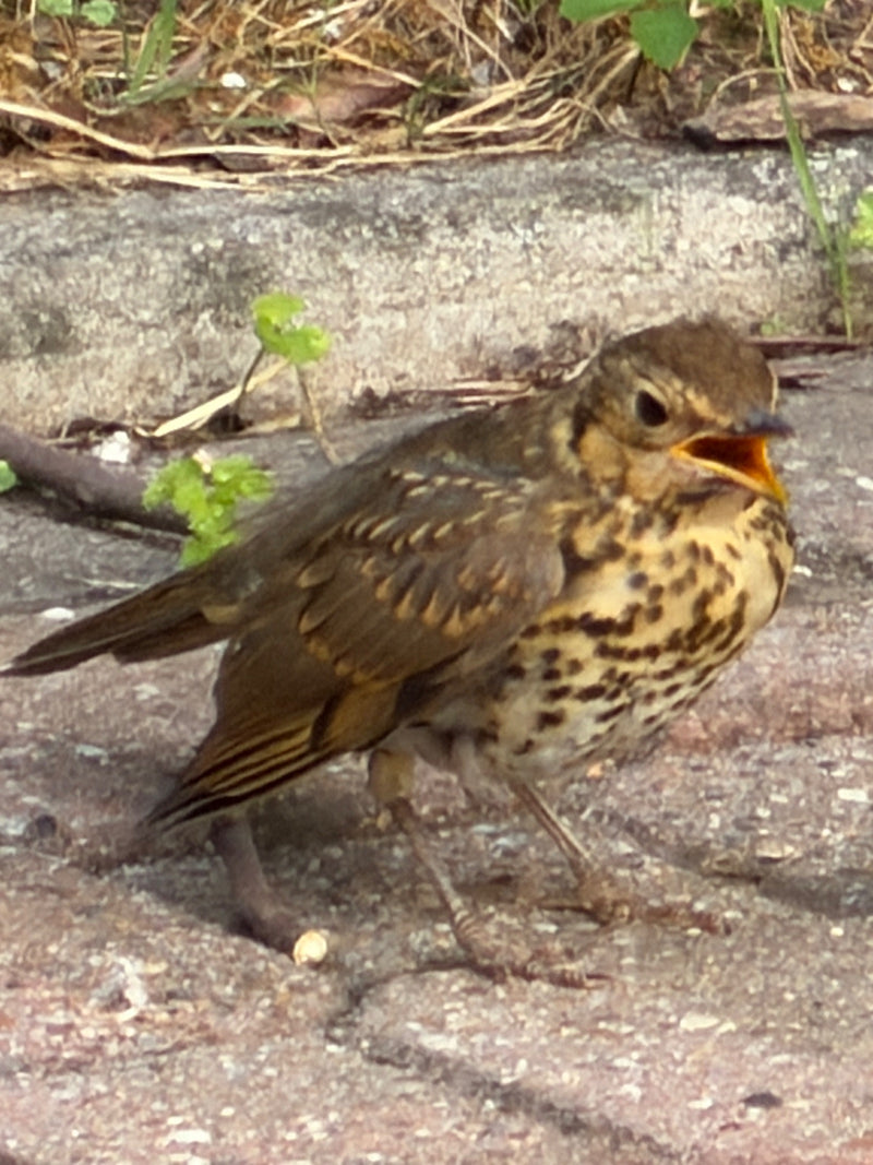 Ein junger Singdrossel-Vogel sitzt auf einem Boden aus Stein und öffnet den Schnabel. Das Gefieder ist braun mit dunklen Flecken auf der Brust.