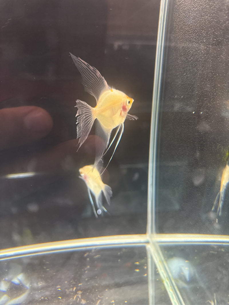 Ein goldfarbener Skalar schwimmt in einem Aquarium. Im Hintergrund ist ein weiteres Exemplar zu sehen.