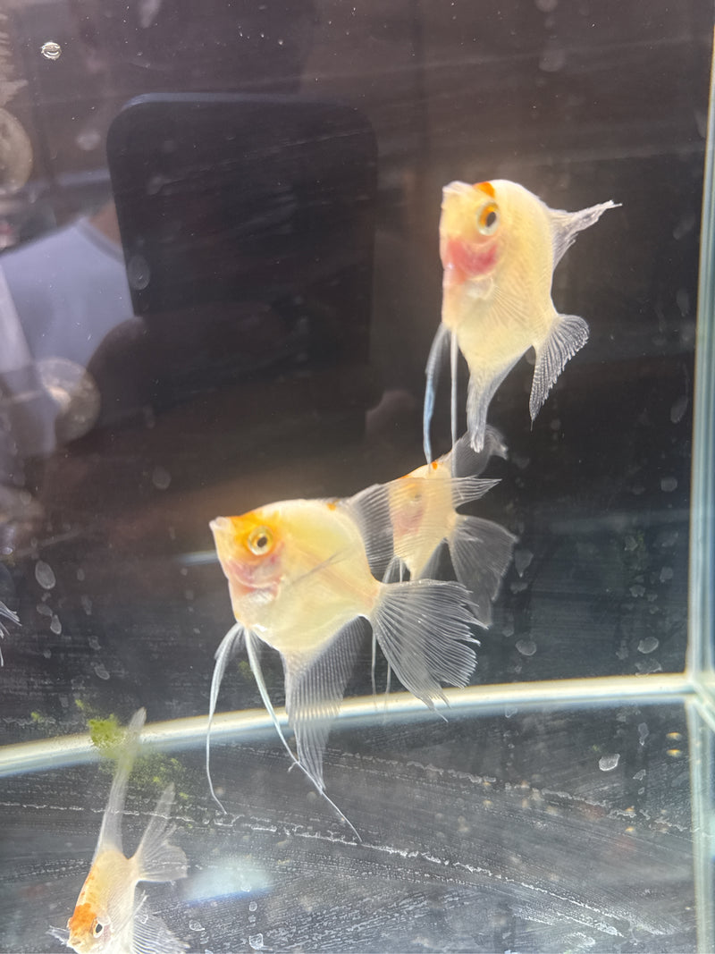 Mehrere Skalare schwimmen in einem Glasaquarium. Die charakteristischen, hohen Flossen sind deutlich zu erkennen.