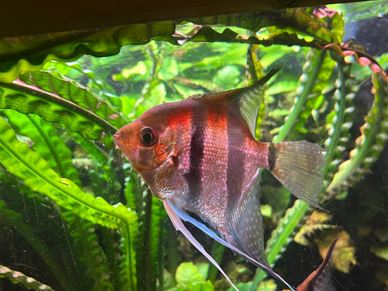 Ein Skalar schwimmt im Vordergrund vor dichten grünen Aquarienpflanzen. Deutlich zu sehen sind seine charakteristischen langen Flossen und die dunklen Streifen.