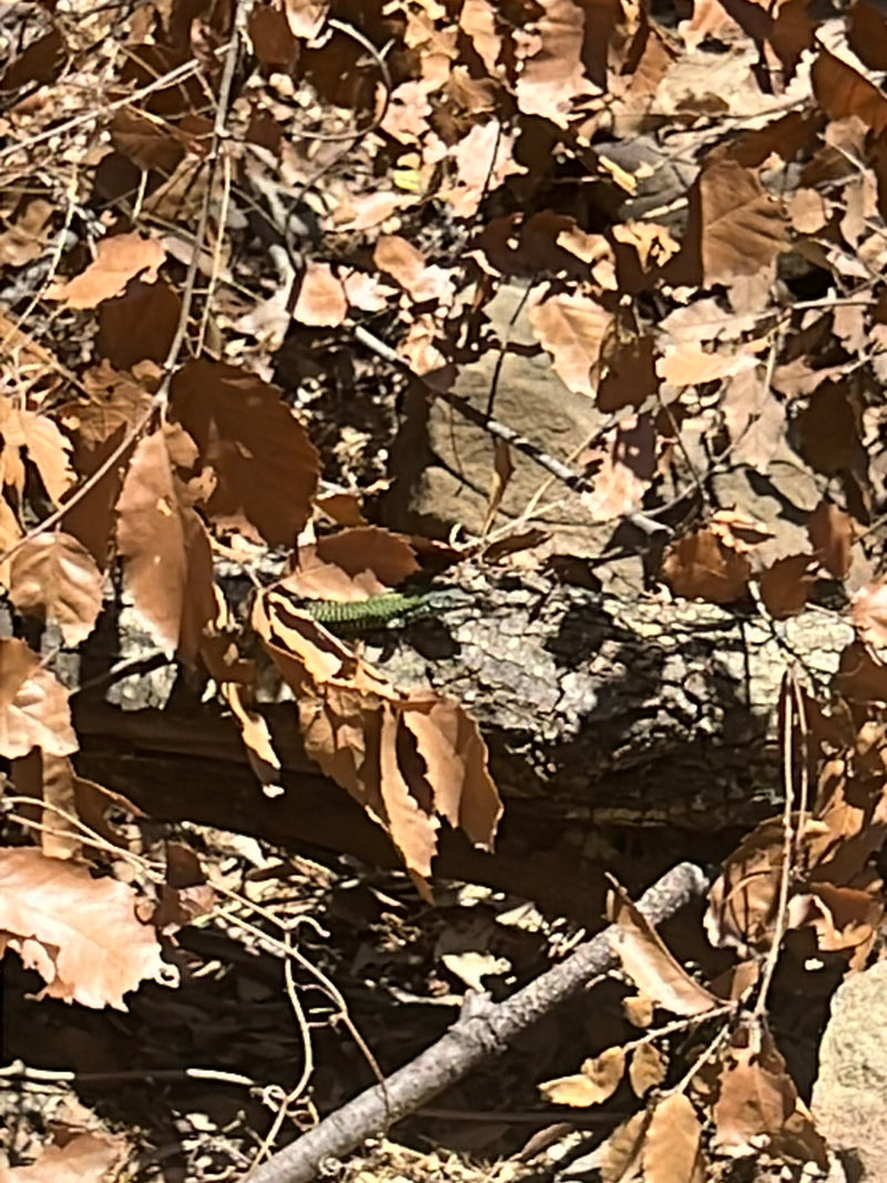 Smaragdeidechse — Bild 1 von 9
