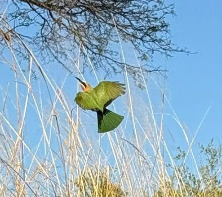Ein Smaragdspint fliegt mit ausgebreiteten Flügeln vor Grashalmen und Ästen.