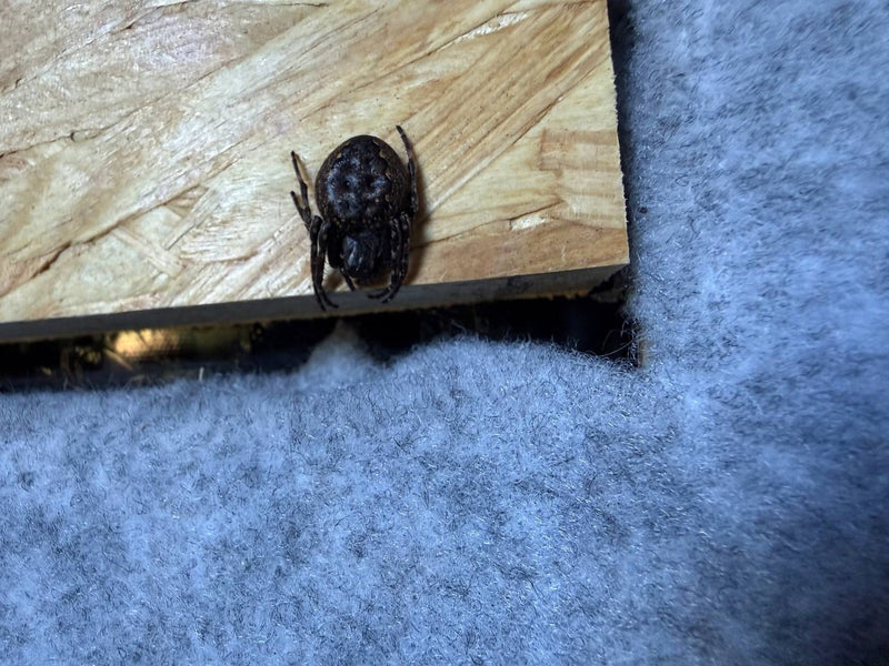 Eine Spaltenkreuzspinne sitzt auf einer hölzernen Oberfläche nahe grauer Dämmwolle. Sie verharrt reglos in typischer Haltung.