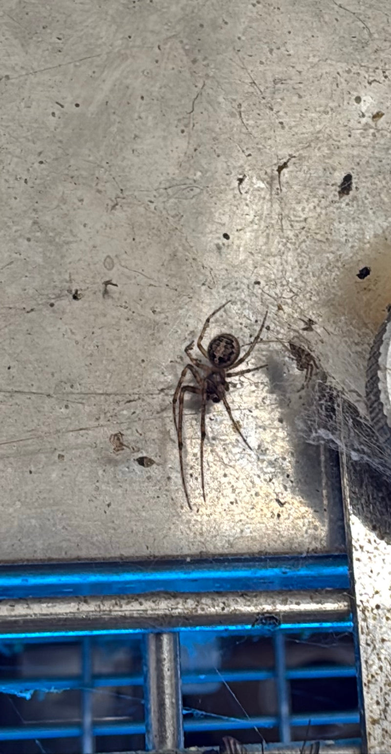 Auf einer hellen Metalloberfläche sitzt eine Sektorspinne in ihrem Netz. Das charakteristische Muster auf dem Hinterleib ist gut zu erkennen.