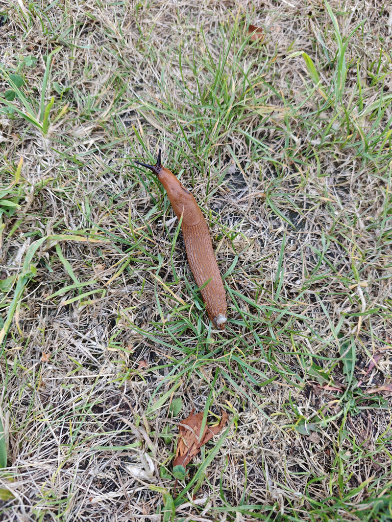 Spanische Wegschnecke — Bild 2