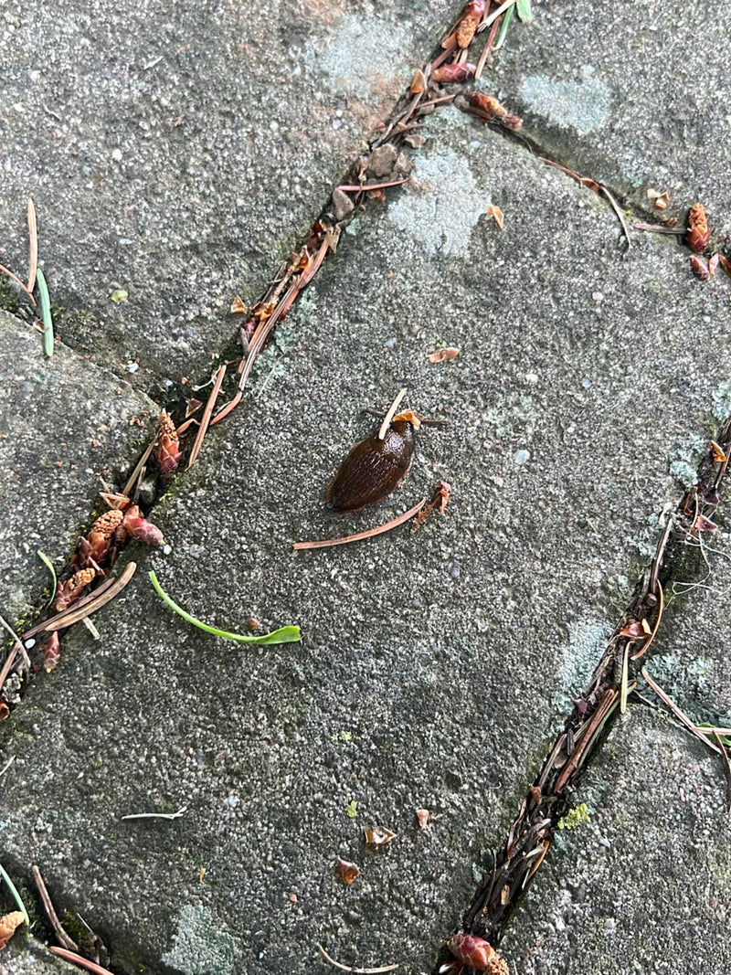 Spanische Wegschnecke — Bild 3