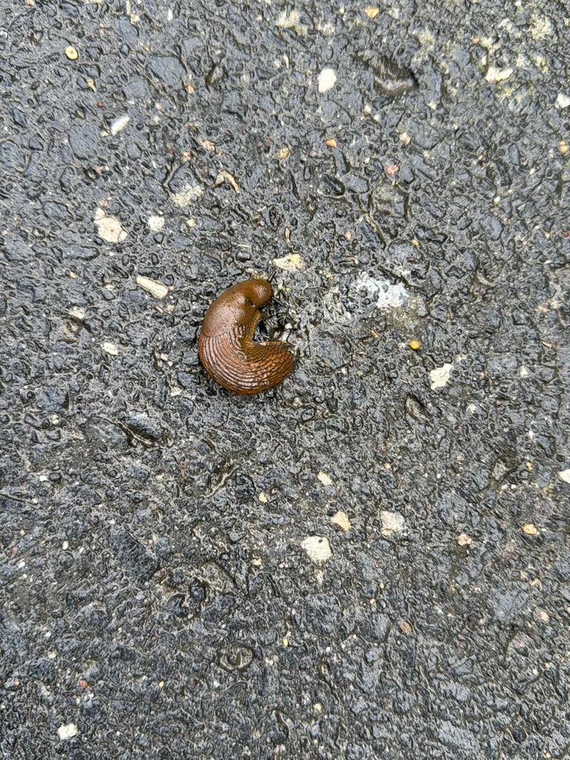 Spanische Wegschnecke — Bild 5