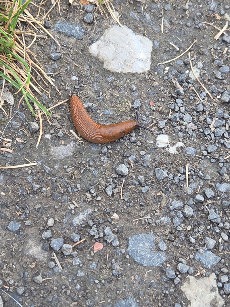 Eine braune Spanische Wegschnecke kriecht langsam über einen Schotterweg. Das Tier ist vollständig und scharf abgebildet.