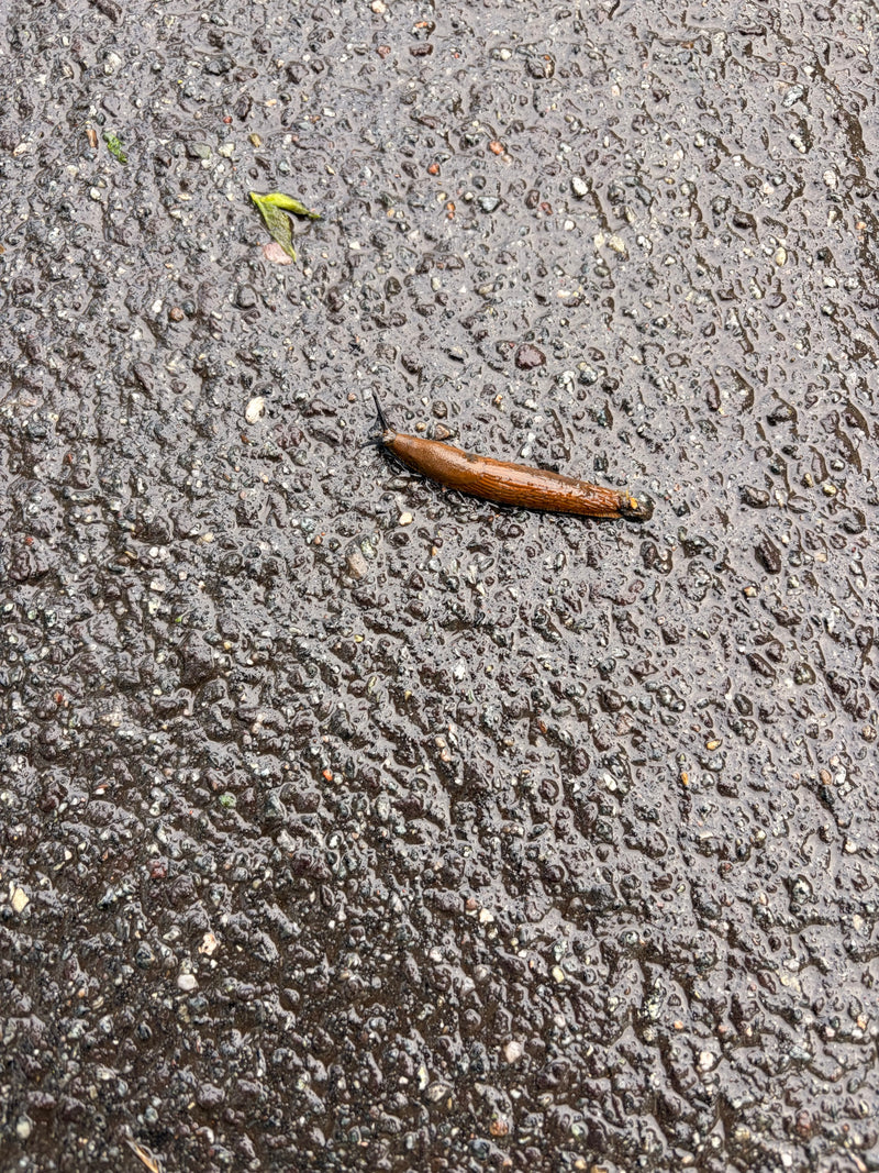 Spanische Wegschnecke — Bild 1