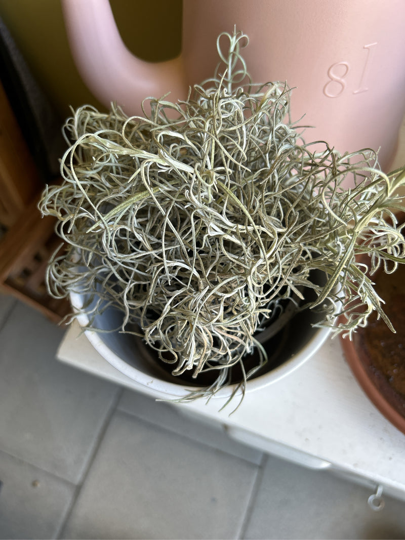 Zu sehen ist ein dichtes Büschel aus graugrünen, hängenden Trieben von Tillandsia usneoides, die in einem weißen Topf liegen. Dahinter steht eine rosafarbene...