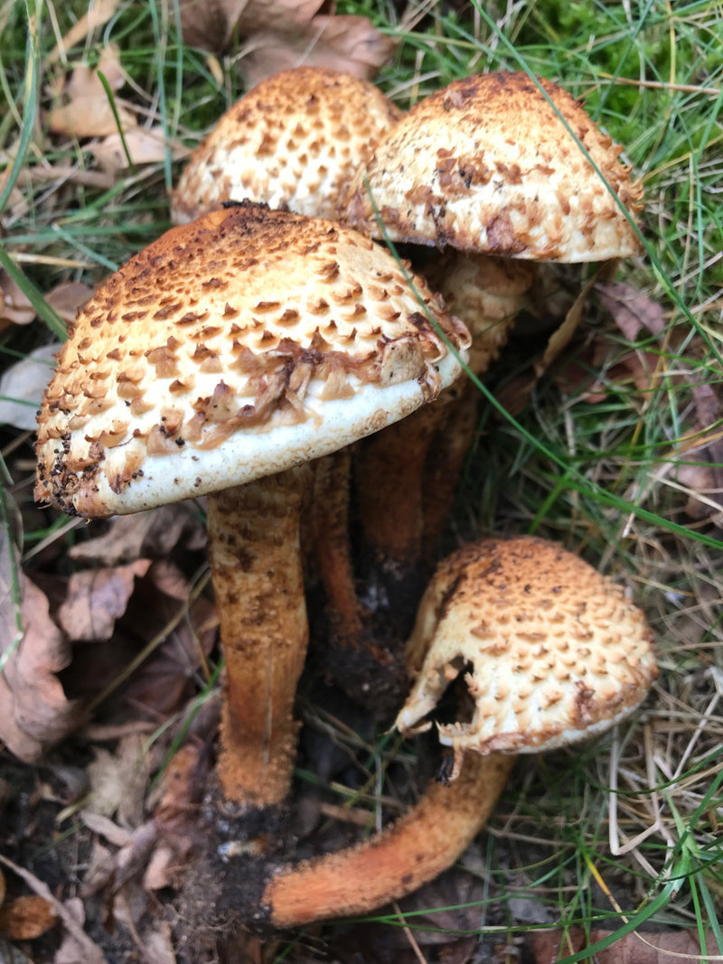 Eine Gruppe von Sparrigen Schüpplingen mit charakteristisch geschuppten Hüten wächst zwischen Gras und Laub am Waldboden.