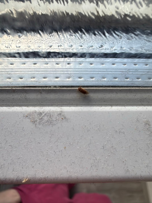 Auf dem Bild ist ein Gemeiner Speckkäfer zu sehen, der auf einer hellen Fensterbank sitzt. Das Insekt zeigt seine charakteristische Färbung.