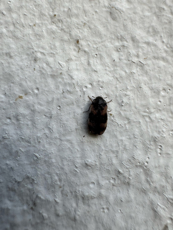 Ein Gemeiner Speckkäfer sitzt auf einer hellen, strukturierten Wand. Das Insekt zeigt die typische hell-dunkle Binde auf den Flügeldecken.